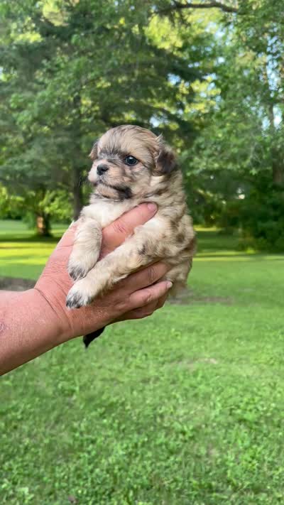 Sam, a male Pomapoo for sale in Horicon, WI – 6 of 8
