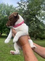 Rosie, a female Rat Terrier and Pomeranian for sale in Horicon, WI – 2 of 4