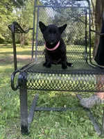 Luna, a female Rat Terrier for sale in Horicon, WI – 4 of 4