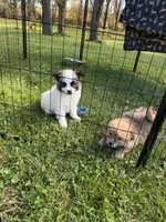 Leo, a male Maltipom for sale in Horicon, WI – 8 of 10