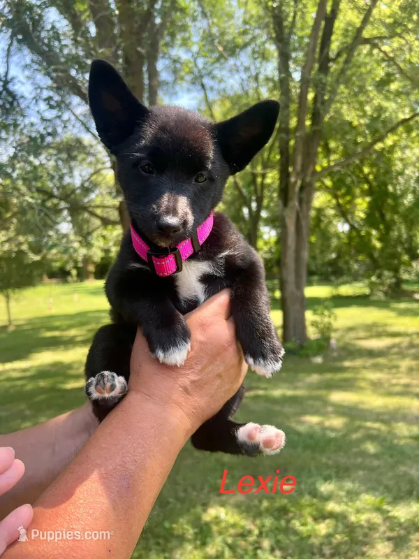 Lexie – Rat Terrier puppy for sale in Horicon, WI