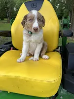 Charlie , a male Australian Shepherd for sale in Horicon, WI – 2 of 2
