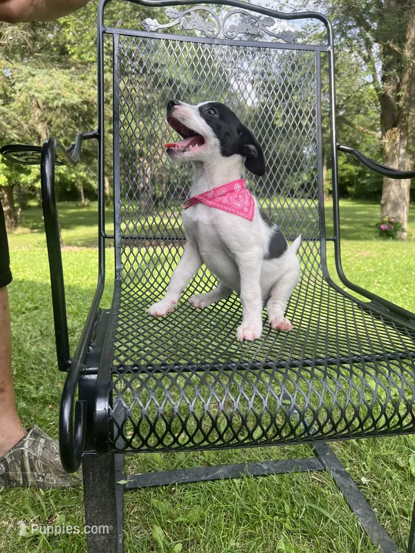 Bailey  – Rat Terrier, Pomeranian puppy for sale in Horicon, WI