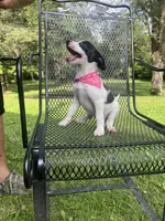 Bailey , a female Rat Terrier and Pomeranian for sale in Horicon, WI – 4 of 4