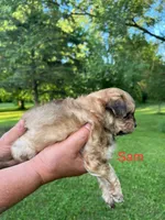 Sam, a male Pomapoo for sale in Horicon, WI – 4 of 8
