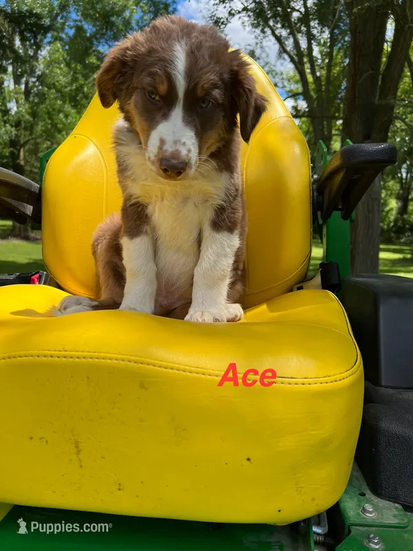 Ace – Australian Shepherd puppy for sale in Horicon, WI