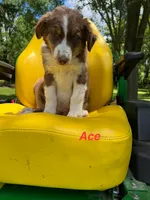 Ace, a male Australian Shepherd for sale in Horicon, WI – 1 of 1