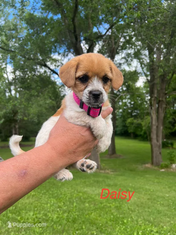 Daisy – Rat Terrier, Shih Tzu puppy for sale in Horicon, WI