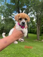 Daisy, a female Rat Terrier and Shih Tzu for sale in Horicon, WI – 3 of 4