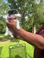 Bailey , a female Rat Terrier and Pomeranian for sale in Horicon, WI – 2 of 4