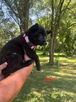 Jade, a female Rat Terrier for sale in Horicon, WI – 3 of 4