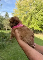 Lily, a female Shih Tzu and Poodle - Toy  for sale in Horicon, WI – 5 of 6
