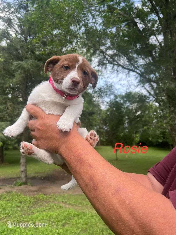 Rosie – Rat Terrier, Pomeranian puppy for sale in Horicon, WI