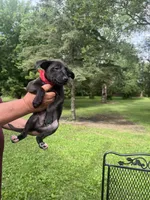 Milo, a male Rat Terrier and Pomeranian for sale in Horicon, WI – 2 of 4