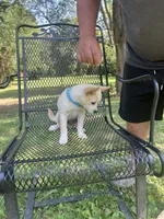 Lucas , a male Rat Terrier for sale in Horicon, WI – 4 of 4