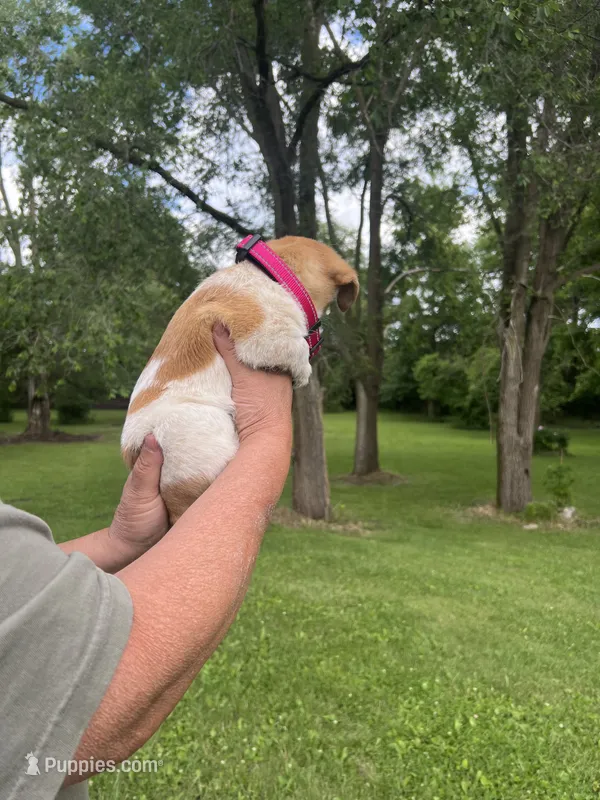 Daisy – Rat Terrier, Shih Tzu puppy for sale in Horicon, WI