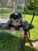 Toby, a male Miniature Australian Shepherd for sale in Horicon, WI – 2 of 5