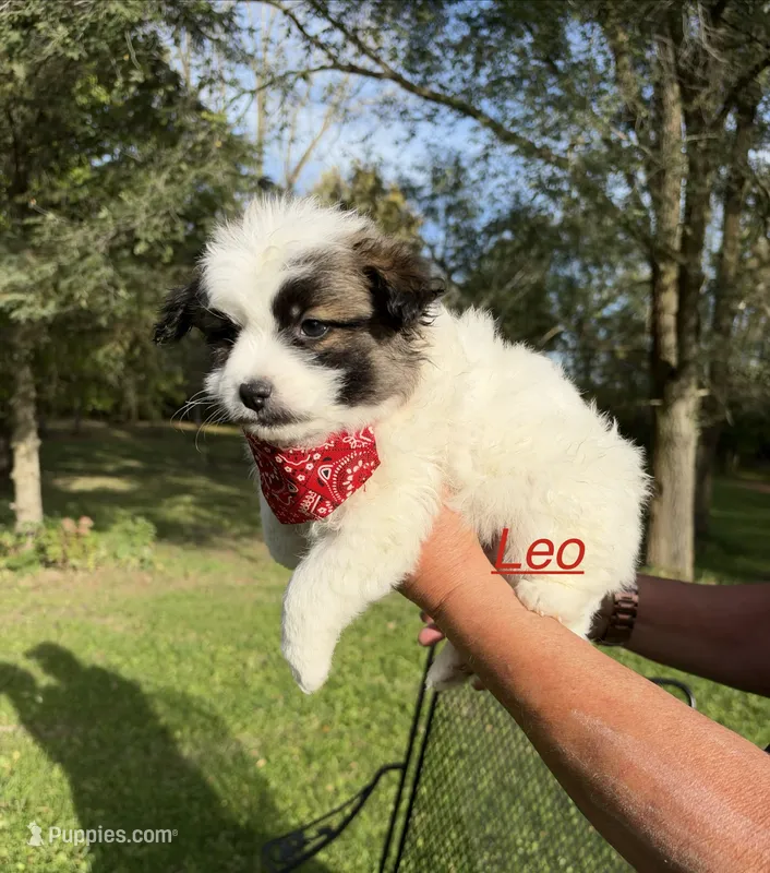 Leo – Maltese, Pomeranian puppy on hold in Horicon, WI