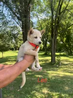 Leo, a male Rat Terrier for sale in Horicon, WI – 2 of 4