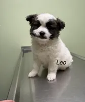Leo, a male Maltese and Pomeranian for sale in Horicon, WI – 4 of 4