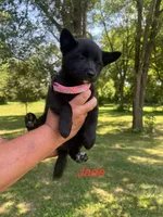 Jade, a female Rat Terrier for sale in Horicon, WI – 2 of 4