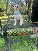 Lucas , a male Rat Terrier for sale in Horicon, WI – 3 of 4