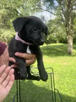 Lily, a female Rat Terrier and Pomeranian for sale in Horicon, WI – 3 of 4