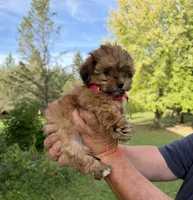 Lily, a female Shih Tzu and Poodle - Toy  for sale in Horicon, WI – 2 of 6