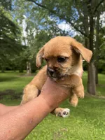 Lucy, a female Rat Terrier and Shih Tzu for sale in Horicon, WI – 3 of 4