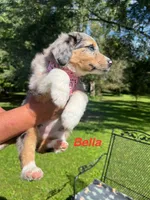 Bella, a female Miniature Australian Shepherd for sale in Horicon, WI – 2 of 4