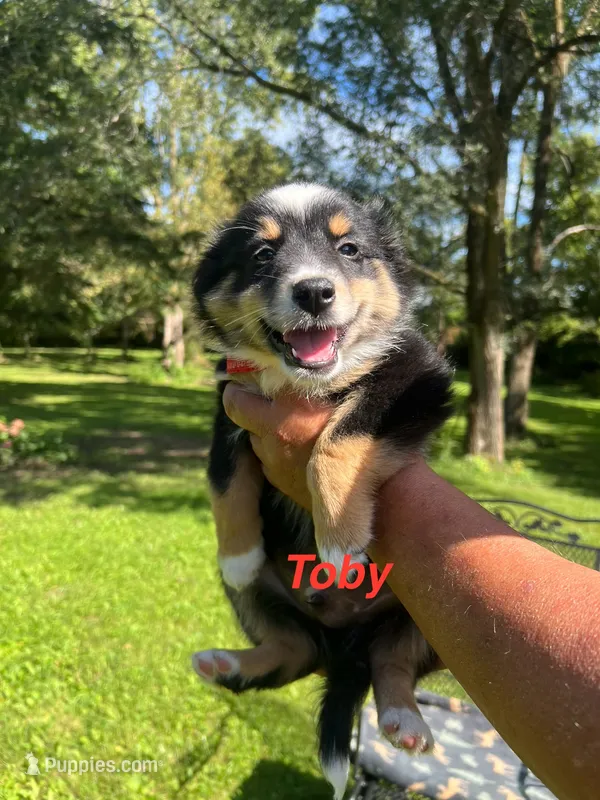 Toby – Miniature Australian Shepherd puppy for sale in Horicon, WI
