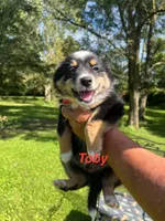 Toby, a male Miniature Australian Shepherd for sale in Horicon, WI – 1 of 5