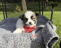Leo, a male Maltese and Pomeranian for sale in Horicon, WI – 2 of 4