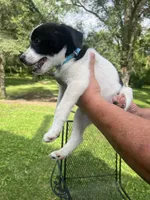 Archie , a male Rat Terrier and Pomeranian for sale in Horicon, WI – 3 of 4