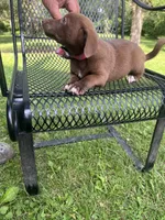 Maggie, a female Rat Terrier and Pomeranian for sale in Horicon, WI – 4 of 4