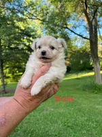 Snow, a female Pomapoo for sale in Horicon, WI – 2 of 6