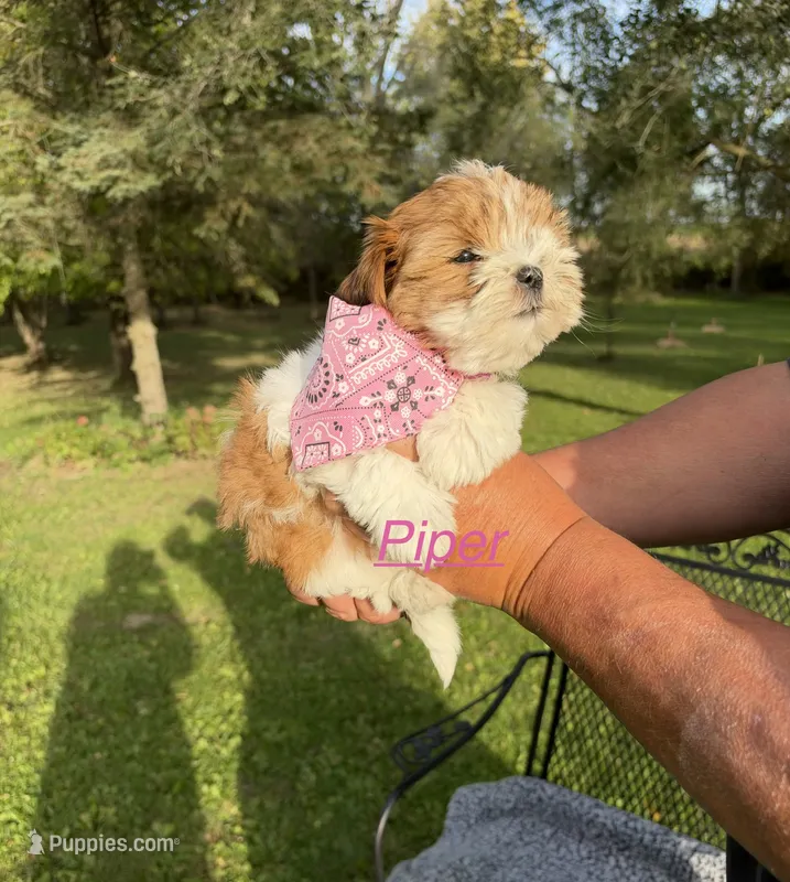 Piper – Shih Tzu, Poodle - Toy  puppy for sale in Horicon, WI