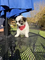 Leo, a male Maltipom for sale in Horicon, WI – 10 of 10