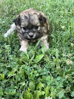Sadie, a female Pomeranian and Poodle - Miniature  for sale in Horicon, WI – 2 of 2