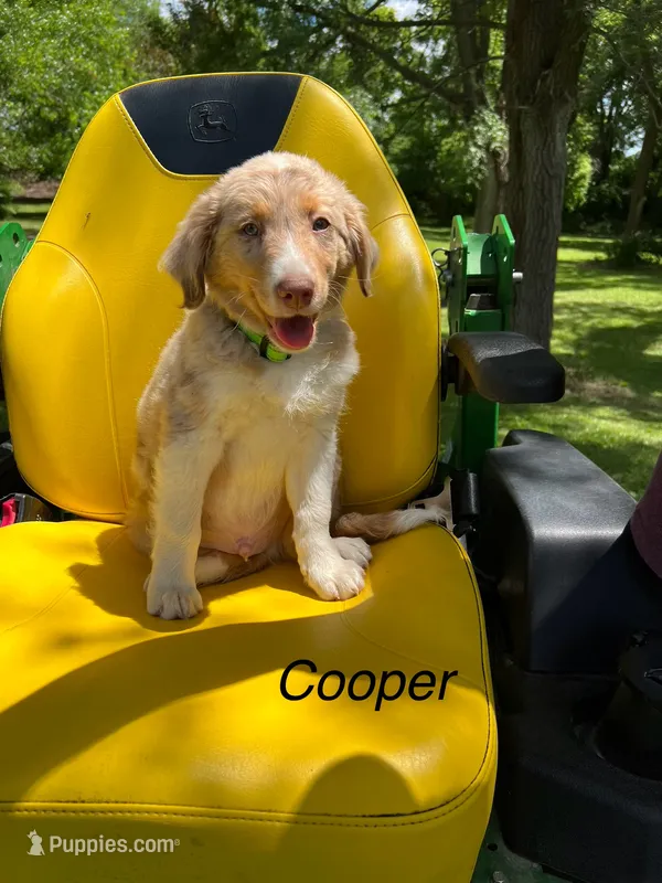 Cooper – Australian Shepherd puppy for sale in Horicon, WI
