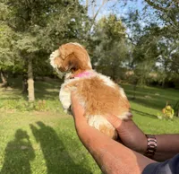 Piper, a female Shih Tzu and Poodle - Toy  for sale in Horicon, WI – 5 of 5
