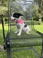 Bailey , a female Rat Terrier and Pomeranian for sale in Horicon, WI – 3 of 4