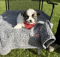 Leo, a male Maltese and Pomeranian for sale in Horicon, WI – 3 of 4