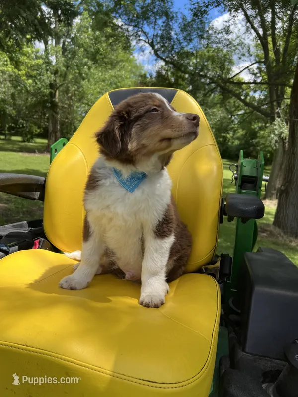 Max – Australian Shepherd puppy for sale in Horicon, WI