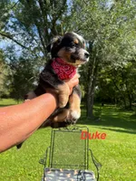 Duke, a male Miniature Australian Shepherd for sale in Horicon, WI – 2 of 4