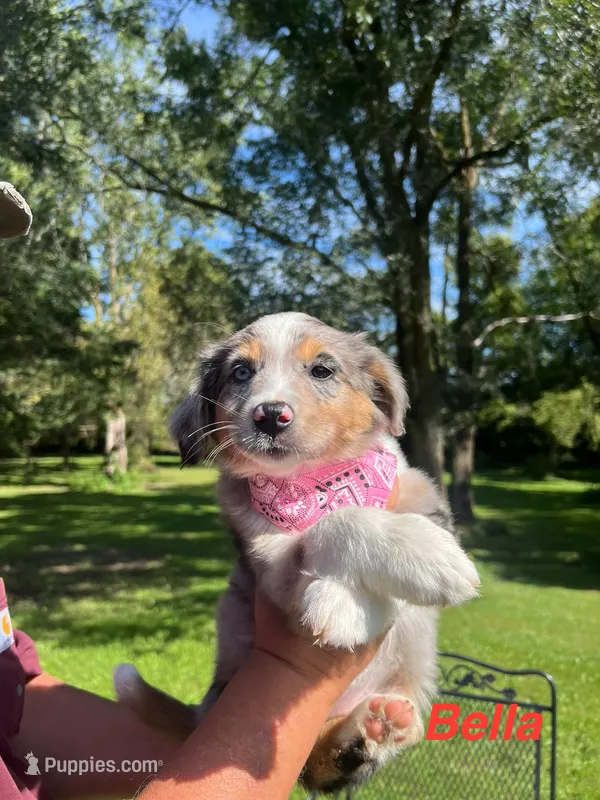 Bella – Miniature Australian Shepherd puppy for sale in Horicon, WI