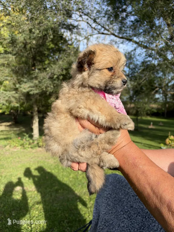 Maggie – Maltese, Pomeranian puppy for sale in Horicon, WI