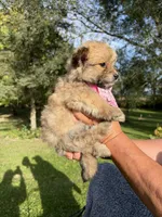 Maggie, a female Maltese and Pomeranian for sale in Horicon, WI – 1 of 4