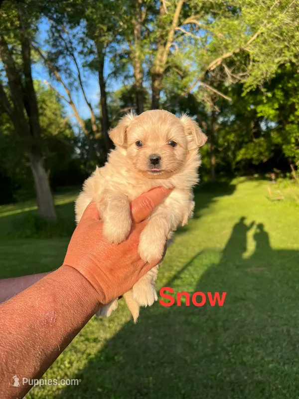 Snow – Pomeranian, Poodle - Miniature  puppy for sale in Horicon, WI