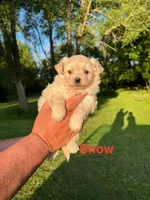 Snow, a female Pomapoo for sale in Horicon, WI – 4 of 6